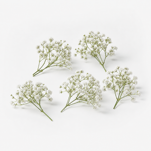 Gypsophila