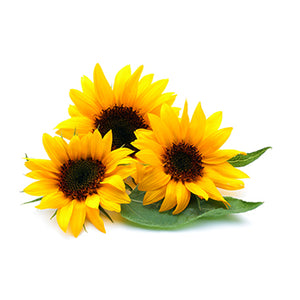 Girasoli